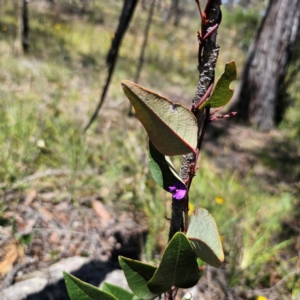 Hardenbergia violacea at QPRC LGA - 18 Dec 2023 12:01 PM