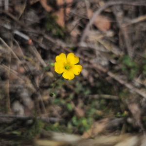 Oxalis perennans at QPRC LGA - 18 Dec 2023