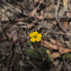 Oxalis perennans at QPRC LGA - 18 Dec 2023