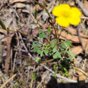 Oxalis perennans at QPRC LGA - 18 Dec 2023