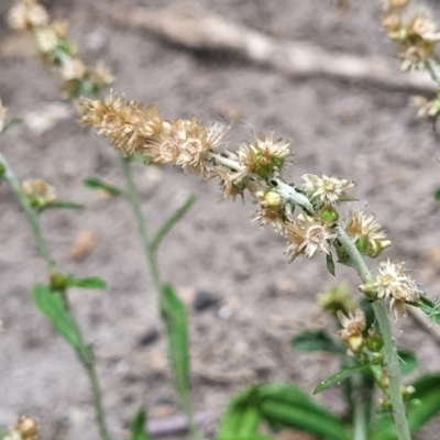 Gamochaeta americana (American Everlasting) at Nambucca Heads, NSW - 17 Dec 2023 by trevorpreston