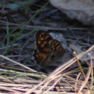 Geitoneura klugii at Stony Creek Nature Reserve - 18 Dec 2023 12:13 PM