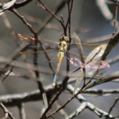 Hemicordulia tau (Tau Emerald) at QPRC LGA - 18 Dec 2023 by Csteele4