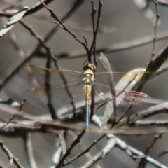 Hemicordulia tau at Stony Creek Nature Reserve - 18 Dec 2023