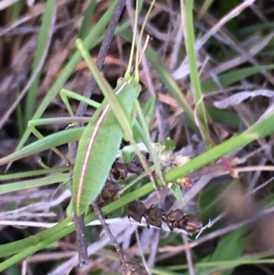 Caedicia simplex (Common Garden Katydid) at Lower Borough, NSW - 17 Dec 2023 by mcleana