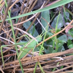 Caedicia simplex at Lower Borough, NSW - 17 Dec 2023 09:29 AM