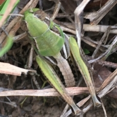 Praxibulus sp. (genus) (A grasshopper) at Lower Borough, NSW - 17 Dec 2023 by mcleana