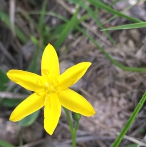 Hypoxis hygrometrica var. villosisepala at Lower Borough, NSW - 17 Dec 2023