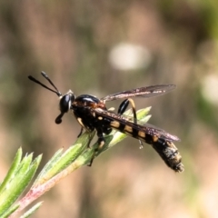 Miltinus sp. (genus) (Miltinus mydas fly) at Block 402 - 17 Dec 2023 by Roger