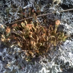 Unverified Lichen at Steeple Flat, NSW - 18 Dec 2023 by mahargiani