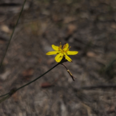 Tricoryne elatior (Yellow Rush Lily) at Stony Creek Nature Reserve - 18 Dec 2023 by Csteele4