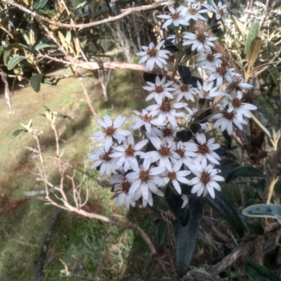 Olearia megalophylla (Large-leaf Daisy-bush) at Glenbog State Forest - 18 Dec 2023 by mahargiani