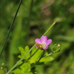 Unidentified at suppressed - 17 Dec 2023