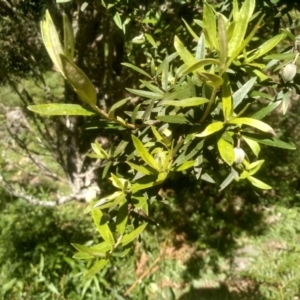 Pittosporum bicolor at Glenbog State Forest - 18 Dec 2023