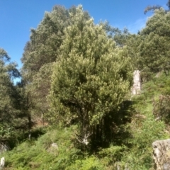 Pittosporum bicolor at Glenbog State Forest - 18 Dec 2023 09:27 AM