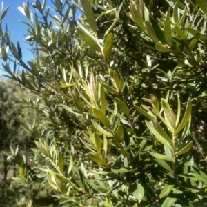 Pittosporum bicolor at Glenbog State Forest - 18 Dec 2023