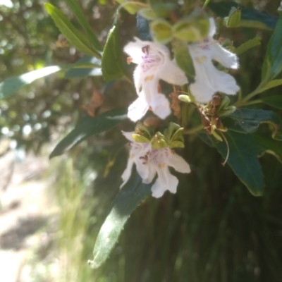 Prostanthera lasianthos (Victorian Christmas Bush) at Bemboka, NSW - 18 Dec 2023 by mahargiani