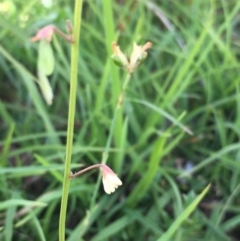 Grona varians at Lower Borough, NSW - 17 Dec 2023 09:35 AM