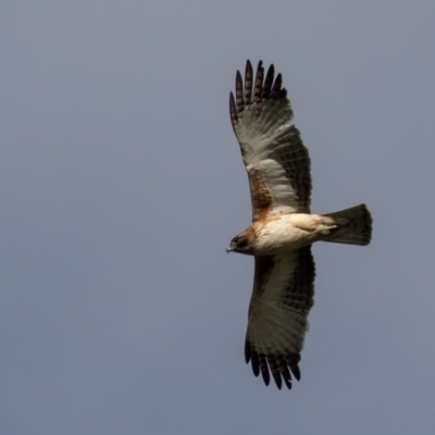 Hieraaetus morphnoides (Little Eagle) at Wollogorang, NSW - 16 Dec 2023 by rawshorty