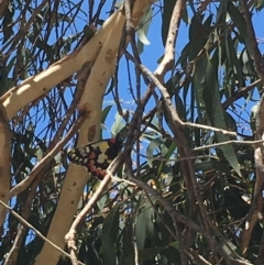 Delias aganippe (Spotted Jezebel) at Lower Borough, NSW - 16 Dec 2023 by mcleana