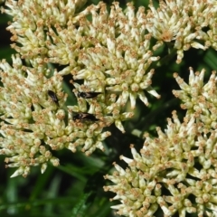 Mordella limbata (A pintail beetle) at Griffith Woodland - 17 Dec 2023 by JodieR