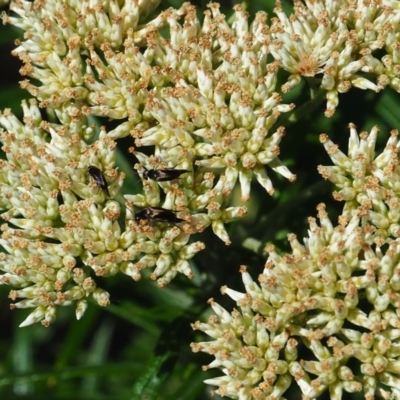 Mordella limbata (A pintail beetle) at Griffith Woodland (GRW) - 17 Dec 2023 by JodieR