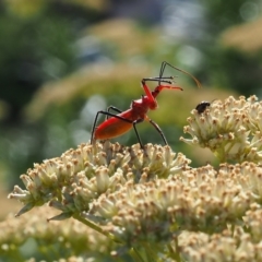 Gminatus australis (Orange assassin bug) at Griffith Woodland (GRW) - 17 Dec 2023 by JodieR