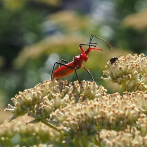 Gminatus australis at Griffith Woodland (GRW) - 17 Dec 2023