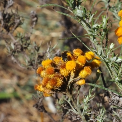 Lasioglossum (Chilalictus) sp. (genus & subgenus) (Halictid bee) at Griffith Woodland (GRW) - 17 Dec 2023 by JodieR