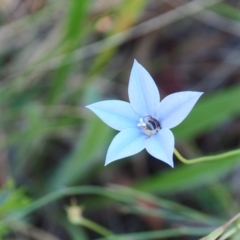 Lasioglossum (Chilalictus) sp. (genus & subgenus) (Halictid bee) at Griffith Woodland (GRW) - 17 Dec 2023 by JodieR