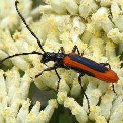 Stenoderus suturalis (Stinking Longhorn) at Paddys River, ACT - 16 Dec 2023 by JohnBundock