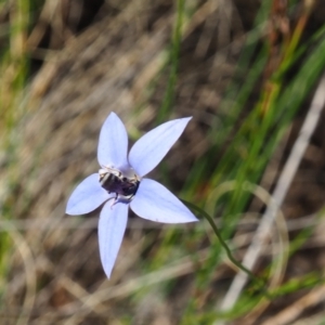 Lasioglossum (Chilalictus) sp. (genus & subgenus) at Griffith Woodland (GRW) - 17 Dec 2023 05:10 PM