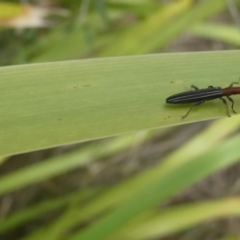 Syllitus rectus (Longhorn beetle) at Flea Bog Flat to Emu Creek Corridor - 13 Dec 2023 by JohnGiacon