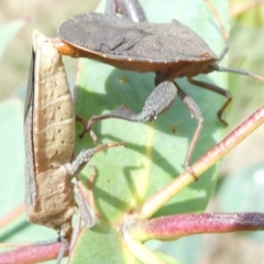 Amorbus sp. (genus) at Emu Creek - 13 Dec 2023 01:40 PM