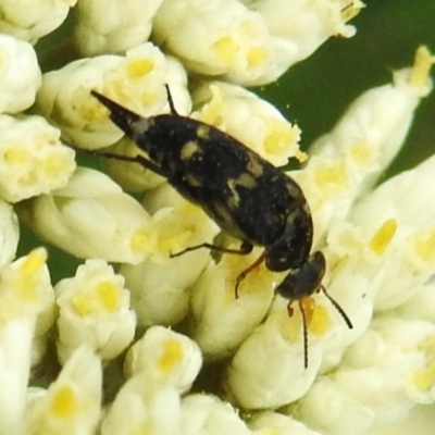 Mordella sydneyana (Pintail Beetle) at Tidbinbilla Nature Reserve - 16 Dec 2023 by JohnBundock