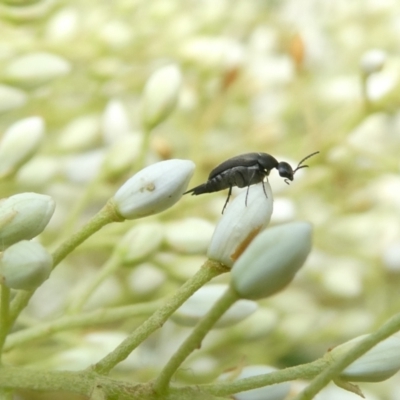 Mordellidae (family) (Unidentified pintail or tumbling flower beetle) at Flea Bog Flat to Emu Creek Corridor - 13 Dec 2023 by JohnGiacon