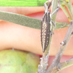 Rhinotia adelaidae at Emu Creek - 13 Dec 2023