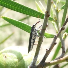 Rhinotia adelaidae at Emu Creek - 13 Dec 2023