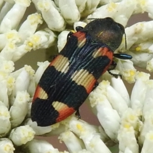 Castiarina sexplagiata at Tidbinbilla Nature Reserve - 17 Dec 2023 10:44 AM