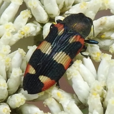 Castiarina sexplagiata (Jewel beetle) at Tidbinbilla Nature Reserve - 16 Dec 2023 by JohnBundock