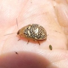 Paropsis pictipennis (Tea-tree button beetle) at Emu Creek - 13 Dec 2023 by JohnGiacon