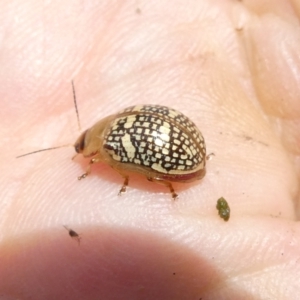 Paropsis pictipennis at Flea Bog Flat to Emu Creek Corridor - 13 Dec 2023