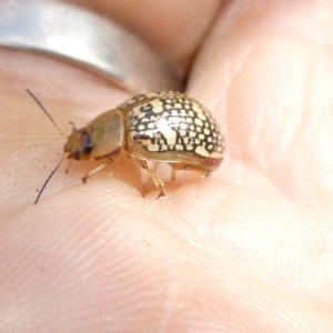 Paropsis pictipennis at Flea Bog Flat to Emu Creek Corridor - 13 Dec 2023