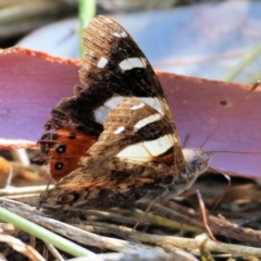 Vanessa itea (Yellow Admiral) at Wodonga - 17 Dec 2023 by KylieWaldon