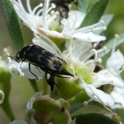 Mordella sydneyana (Pintail Beetle) at Emu Creek - 13 Dec 2023 by JohnGiacon