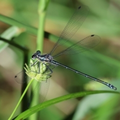 Austroargiolestes icteromelas (Common Flatwing) at Wodonga - 17 Dec 2023 by KylieWaldon