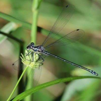 Austroargiolestes icteromelas (Common Flatwing) at Wodonga - 17 Dec 2023 by KylieWaldon