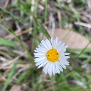 Erigeron karvinskianus at Mount Taylor - 18 Dec 2023 01:52 PM