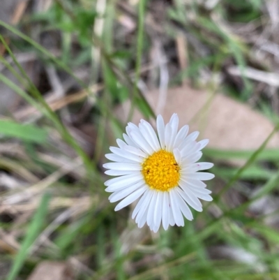 Erigeron karvinskianus (Seaside Daisy) at Mount Taylor - 18 Dec 2023 by Shazw