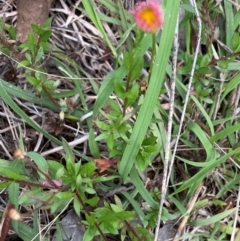 Erigeron karvinskianus at Mount Taylor - 18 Dec 2023 01:52 PM